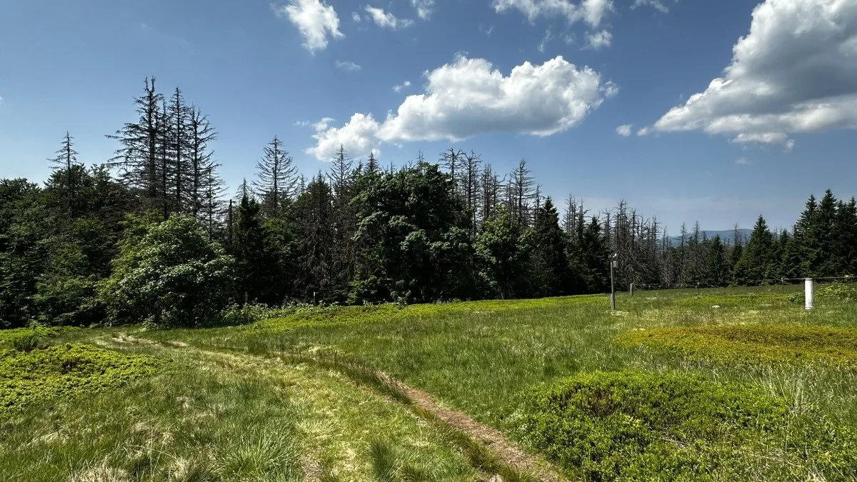 Vypravte se na obří vysokohorskou pastvinu těsně za česko-německou hranici v Bavorském lese