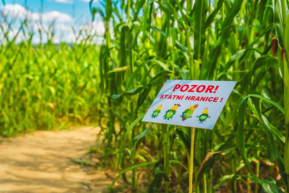 Unikátní bludiště v kukuřici má bezmála dva kilometry chodeb a ukrývá řadu hádanek