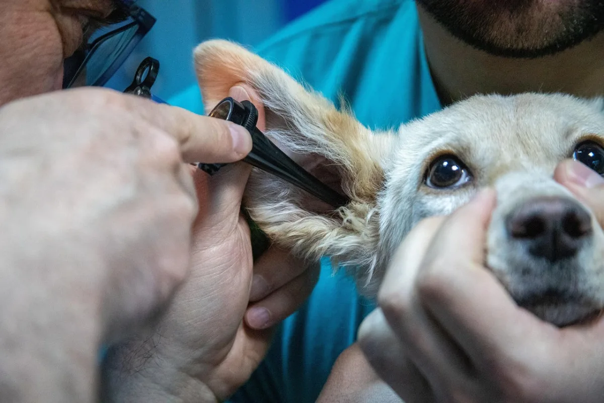 Noční veterinární pohotovost v Plzeňském kraji zatím nebude, nikdo neprojevil zájem
