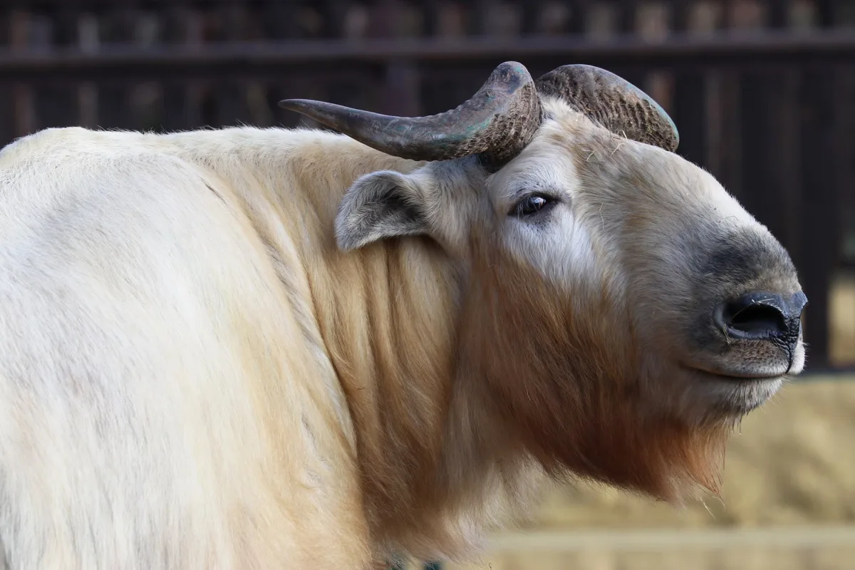takin čínský