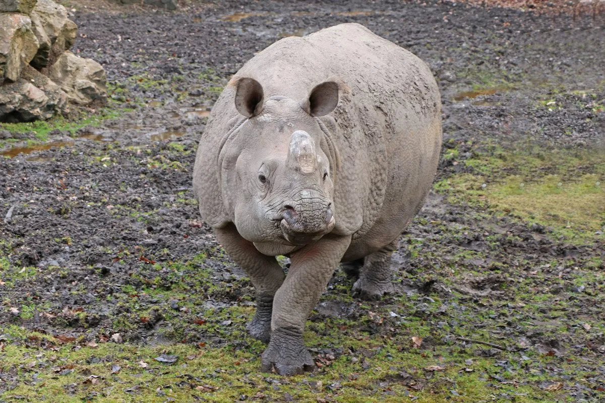Čekáme mládě nosorožce indického, pochlubila se plzeňská zoo