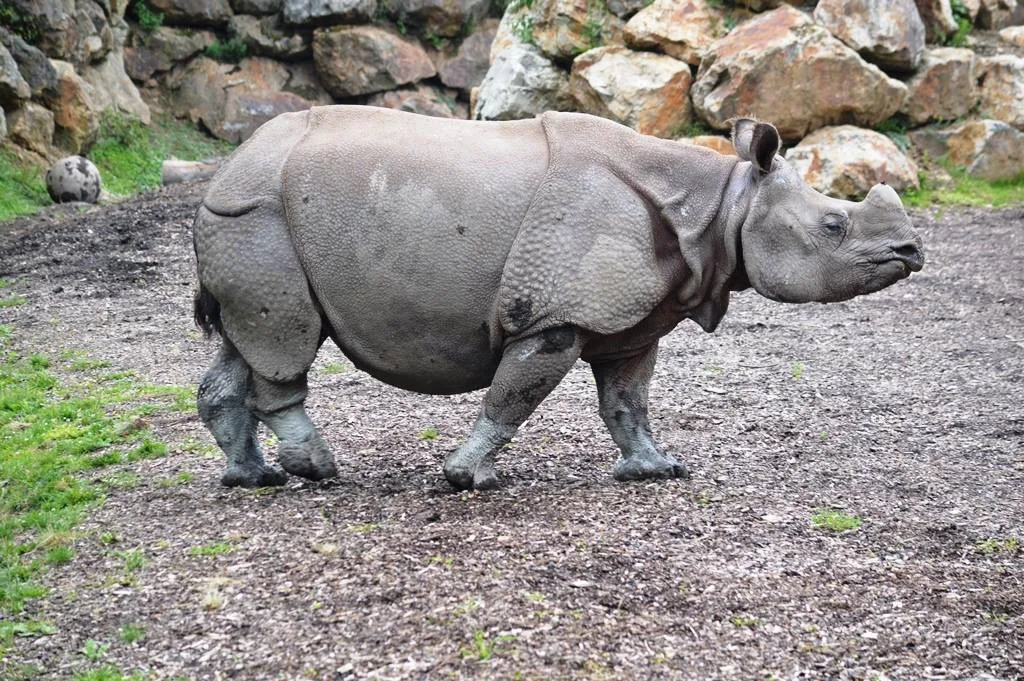Čekáme mládě nosorožce indického, pochlubila se plzeňská zoo