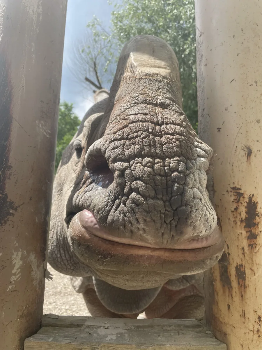 Čekáme mládě nosorožce indického, pochlubila se plzeňská zoo