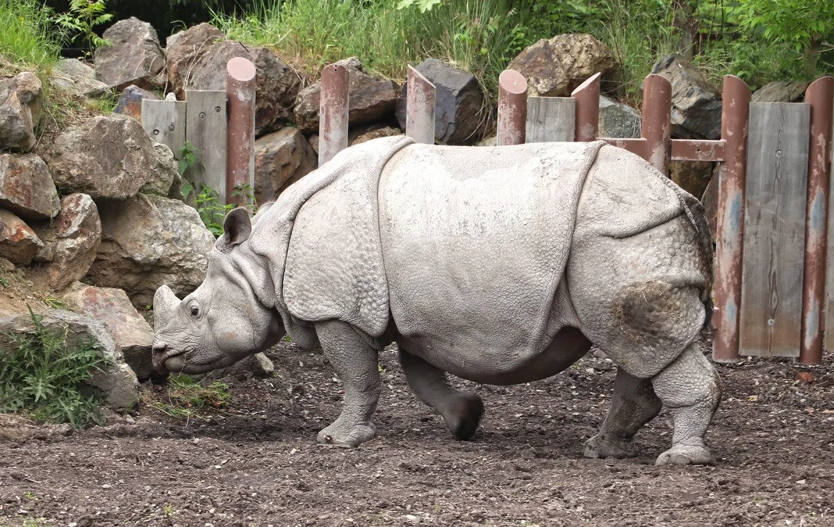Čekáme mládě nosorožce indického, pochlubila se plzeňská zoo