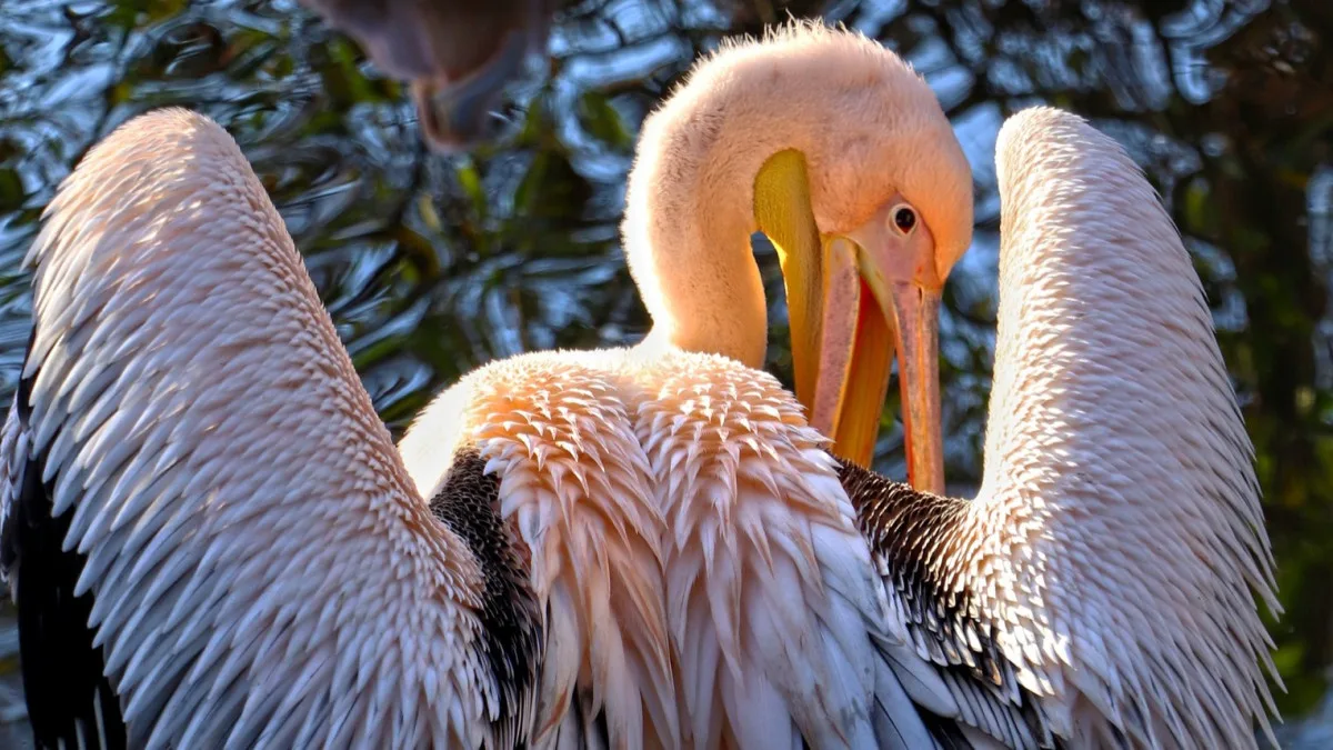 Ze zoo uletěl pelikán, zahrada prosí veřejnosti o pomoc s pátráním