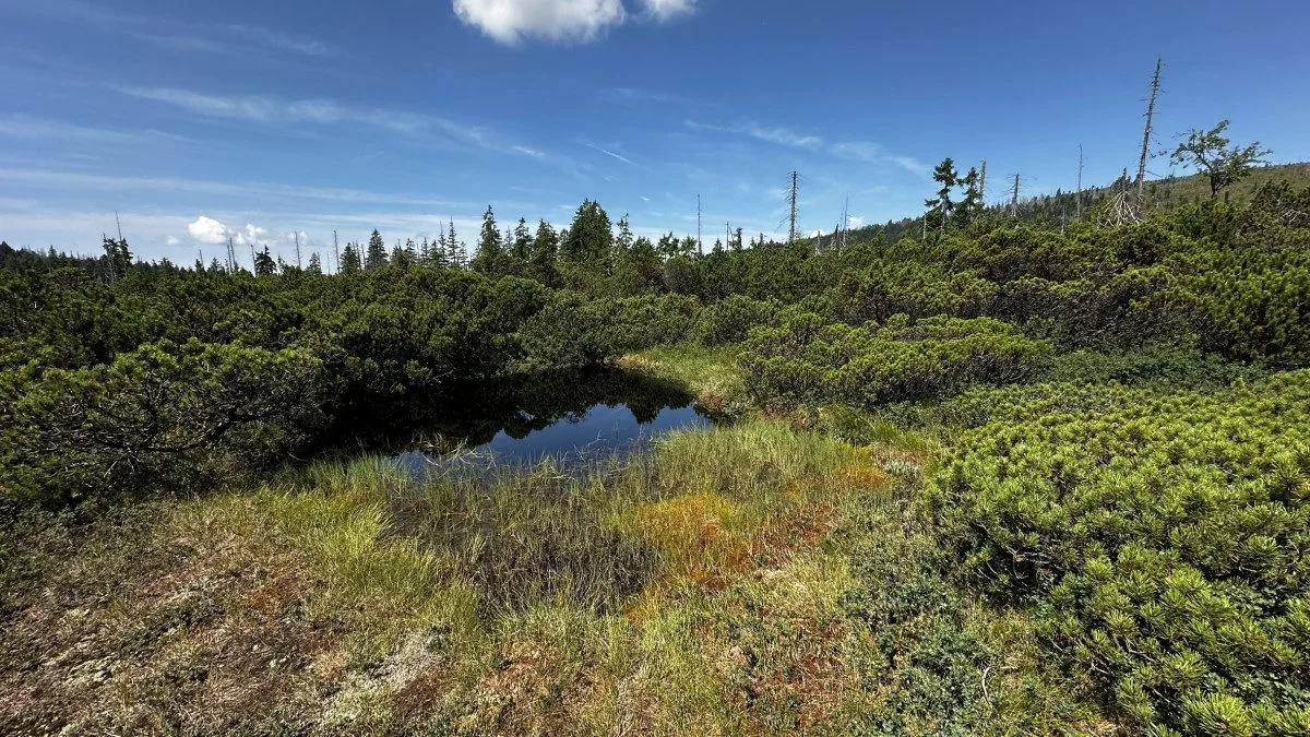 Objevte malý šumavský Yellowstone. Úžasný výlet k jezírkům v Bavorském lese si užijete bez davů