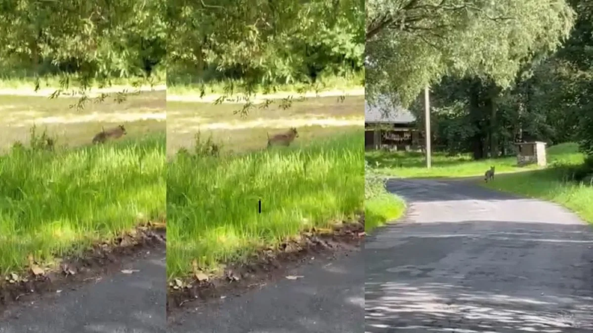 Setkání s vlkem při venčení psa na Šumavě. Žena ho pohotově natočila v malé obci u Hartmanic