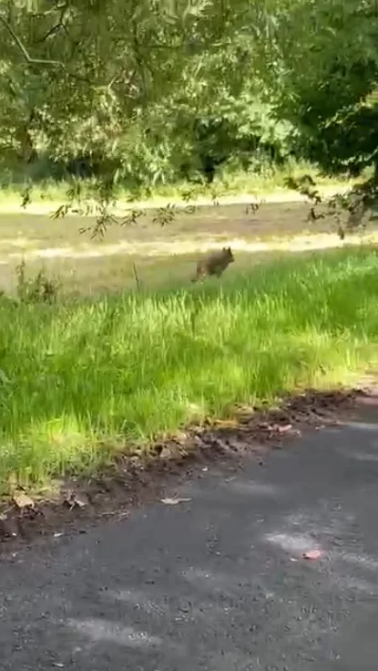 Setkání s vlkem při venčení psa na Šumavě. Žena ho pohotově natočila na kraji malé obce