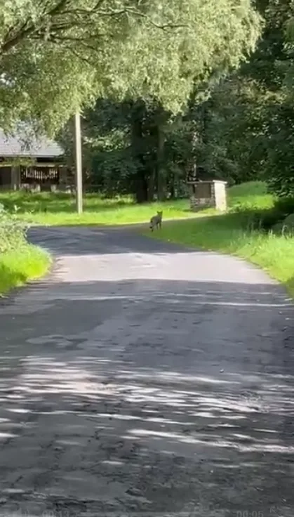 Setkání s vlkem při venčení psa na Šumavě. Žena ho pohotově natočila na kraji malé obce