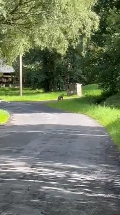 Setkání s vlkem při venčení psa na Šumavě. Žena ho pohotově natočila na kraji malé obce