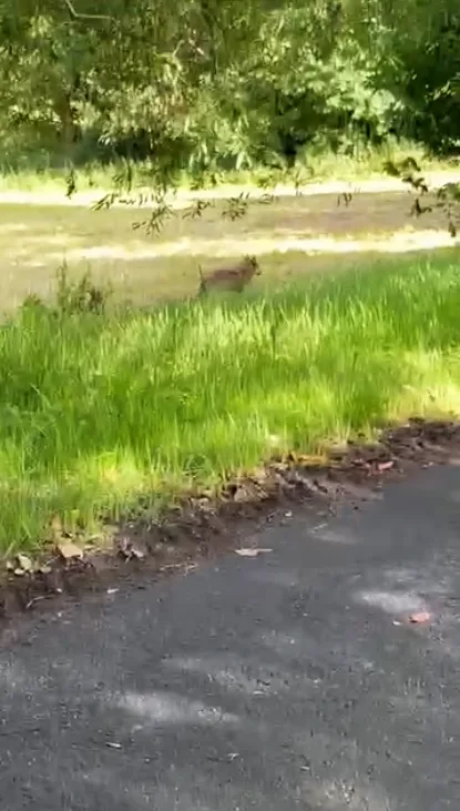 Setkání s vlkem při venčení psa na Šumavě. Žena ho pohotově natočila na kraji malé obce