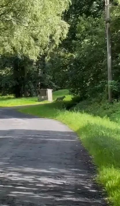 Setkání s vlkem při venčení psa na Šumavě. Žena ho pohotově natočila na kraji malé obce