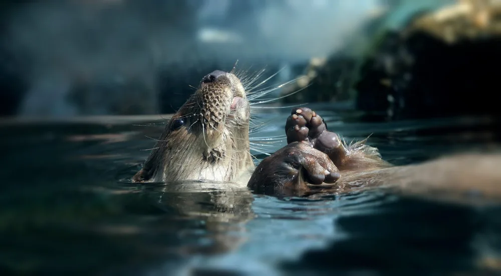 Zoologická zahrada se raduje z vydřích mláďat i nových druhů ptáků, které jinde nespatříte