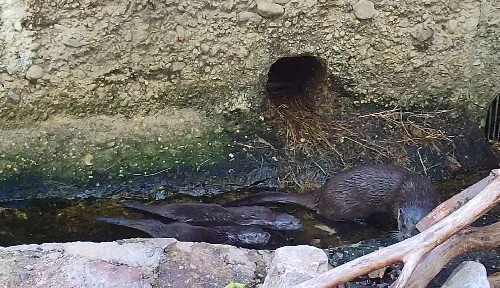 Zoologická zahrada se raduje z vydřích mláďat i nových druhů ptáků, které jinde nespatříte
