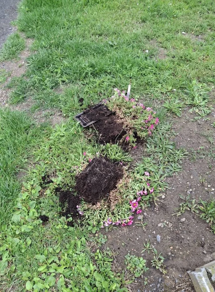 Záhada mizejících květináčů. Vandalové rozhazují rostliny po okolí nebo nosí lidem cizí truhlíky