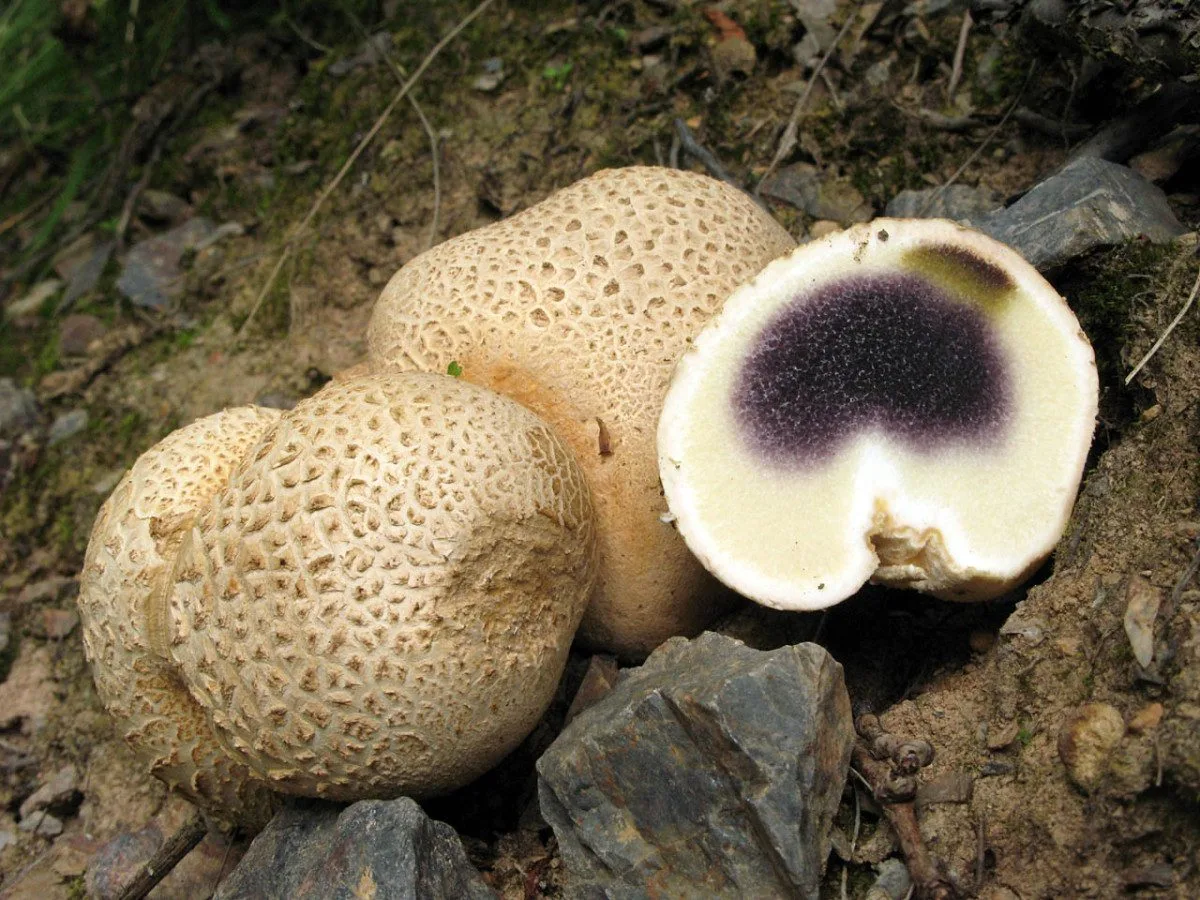 pestřec obecný, foto: Karel Tejkal, Česká mykologická společnost