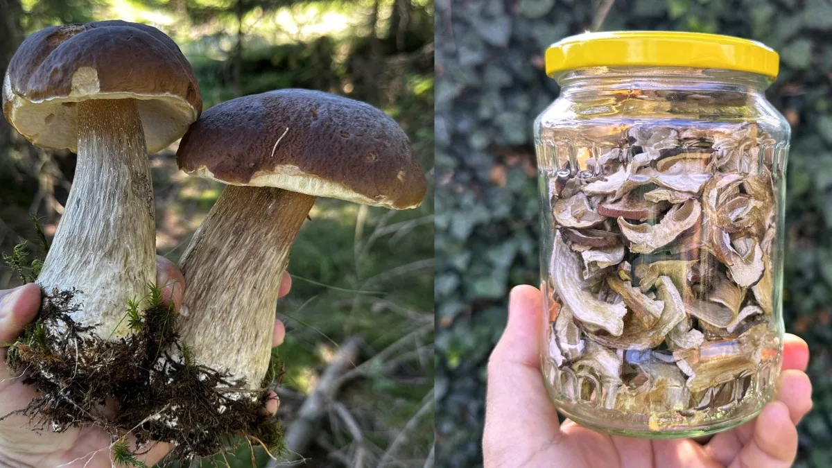 Takto krásné hřiby teď v lesích na Plzeňsku už zase nenajdete