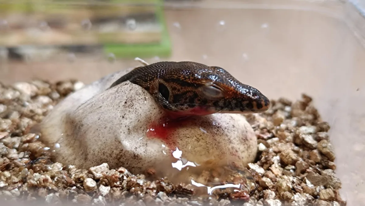 V zoo se vylíhla mláďata varana Mertensova, jejich délka je vůči vejci enormní