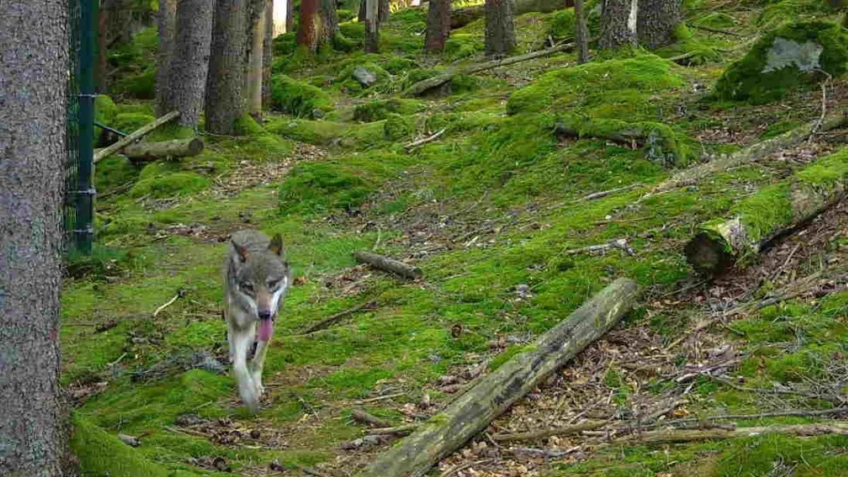 vlčice, kterou na útěku zachytila jedna z fotopastí