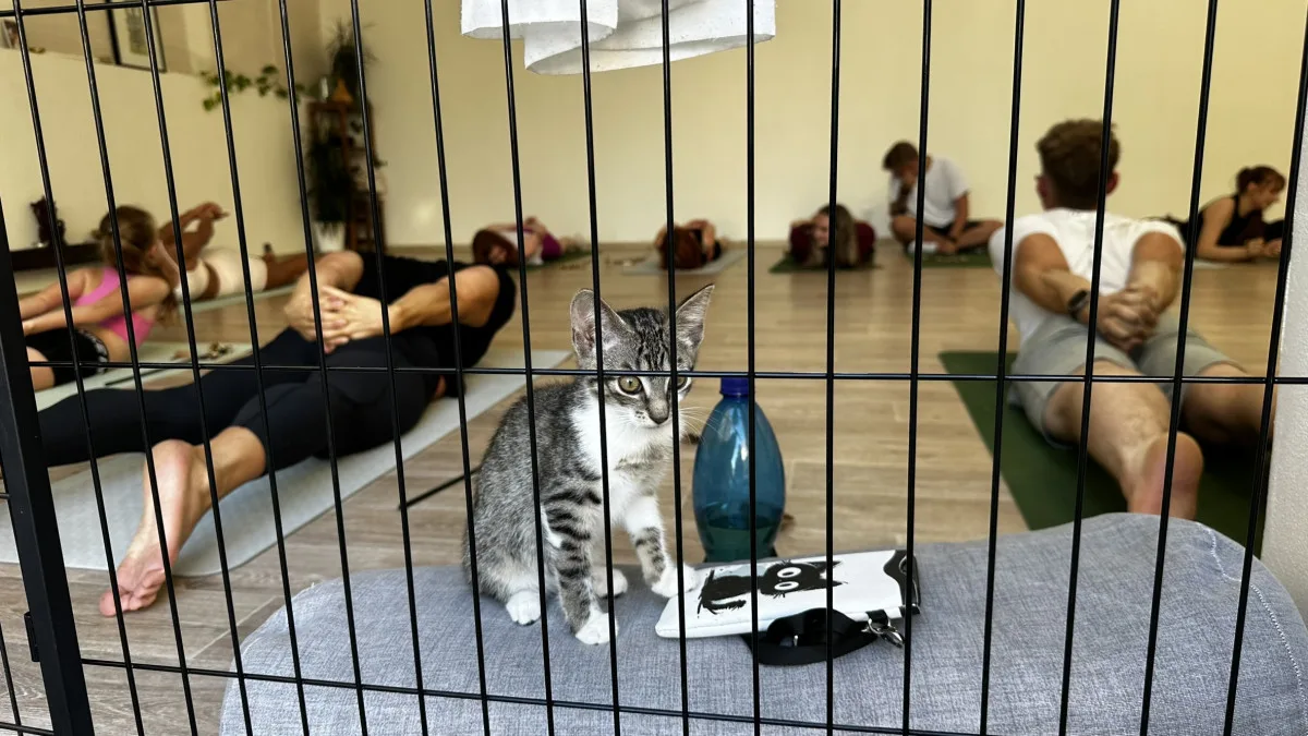 Nekonečná roztomilost při cvičení jógy s koťaty. Některá z nich našla i nový domov