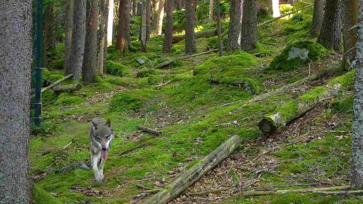 Jedna z uprchlých vlčic, kterou na útěku zachytila fotopast