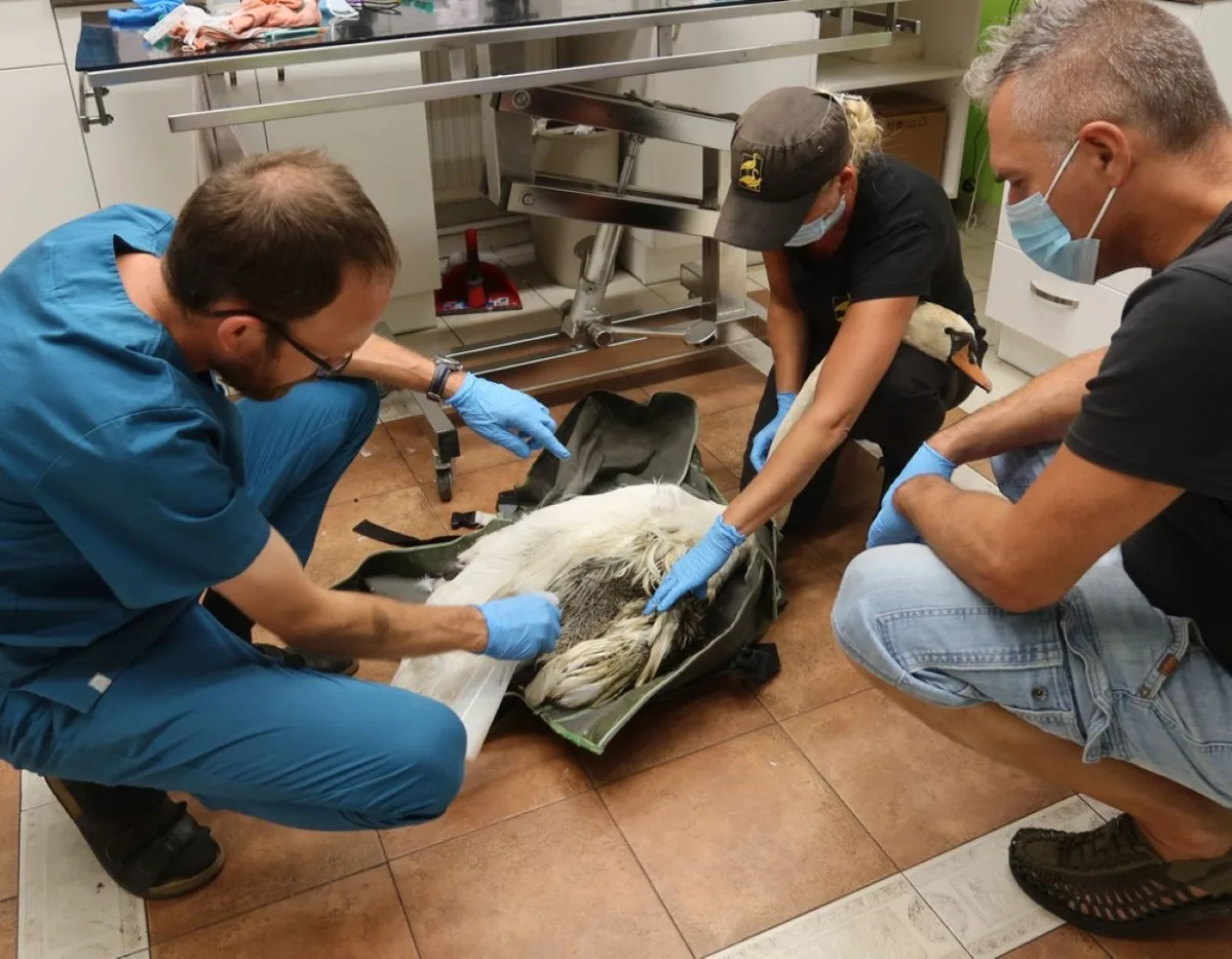Labutí rodina přišla po bitce s vetřelci na rybníku o samce. Utrpěl fatální zranění