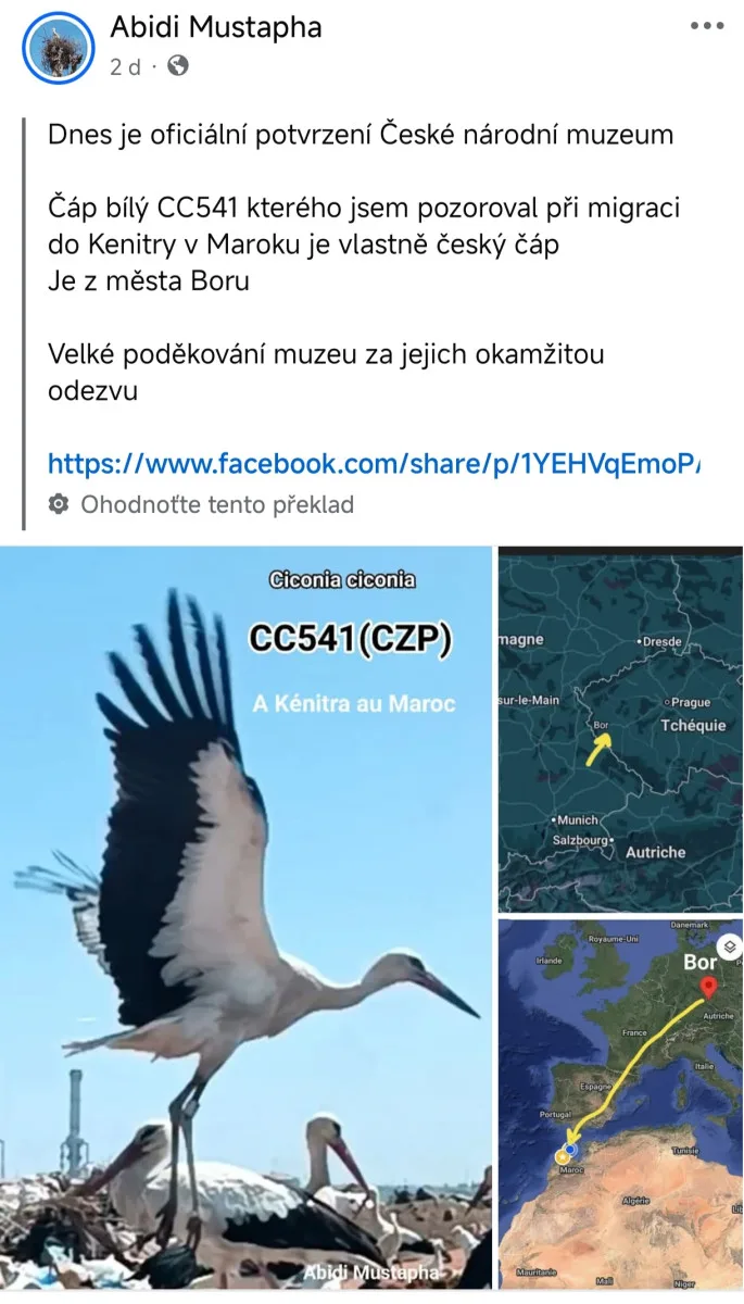 V Maroku vyfotili čápa z Česka, který letos prošel úspěšnou adopcí na náhradní hnízdo