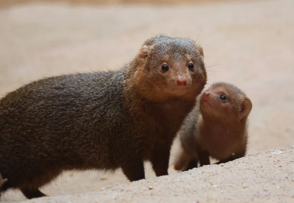 Zoo se raduje z trojčat mangust trpasličích. Do výchovy se zapojuje netypická chůva