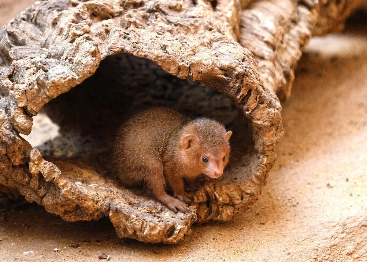 Zoo se raduje z trojčat mangust trpasličích. Do výchovy se zapojuje netypická chůva