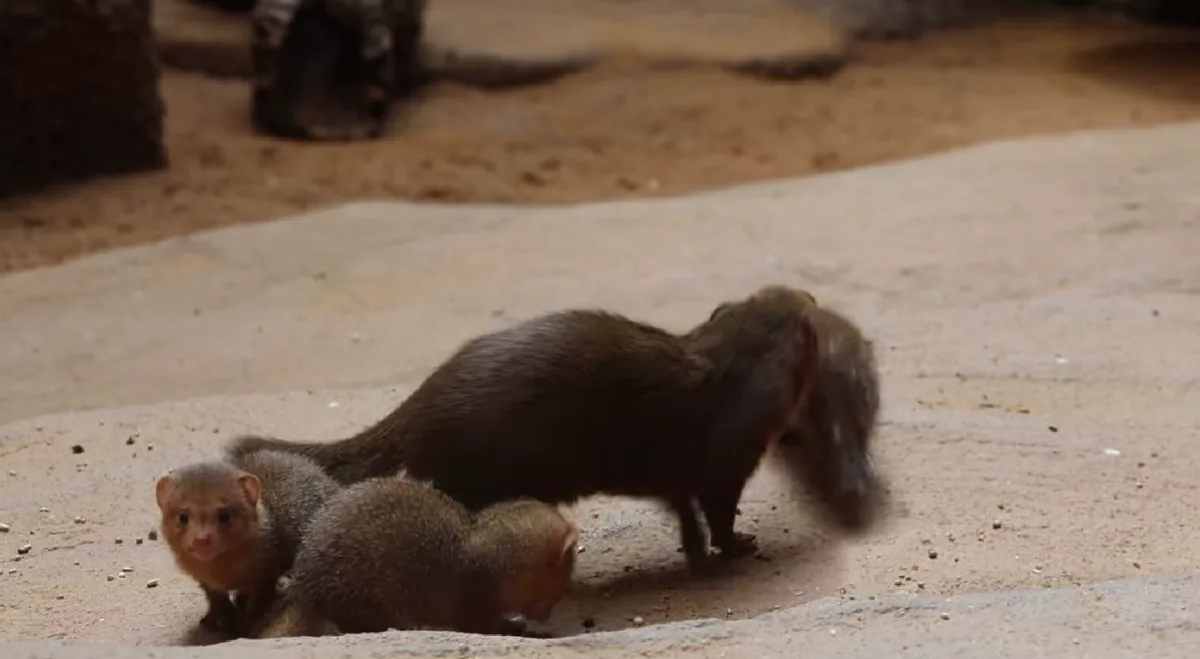 Zoo se raduje z trojčat mangust trpasličích. Do výchovy se zapojuje netypická chůva