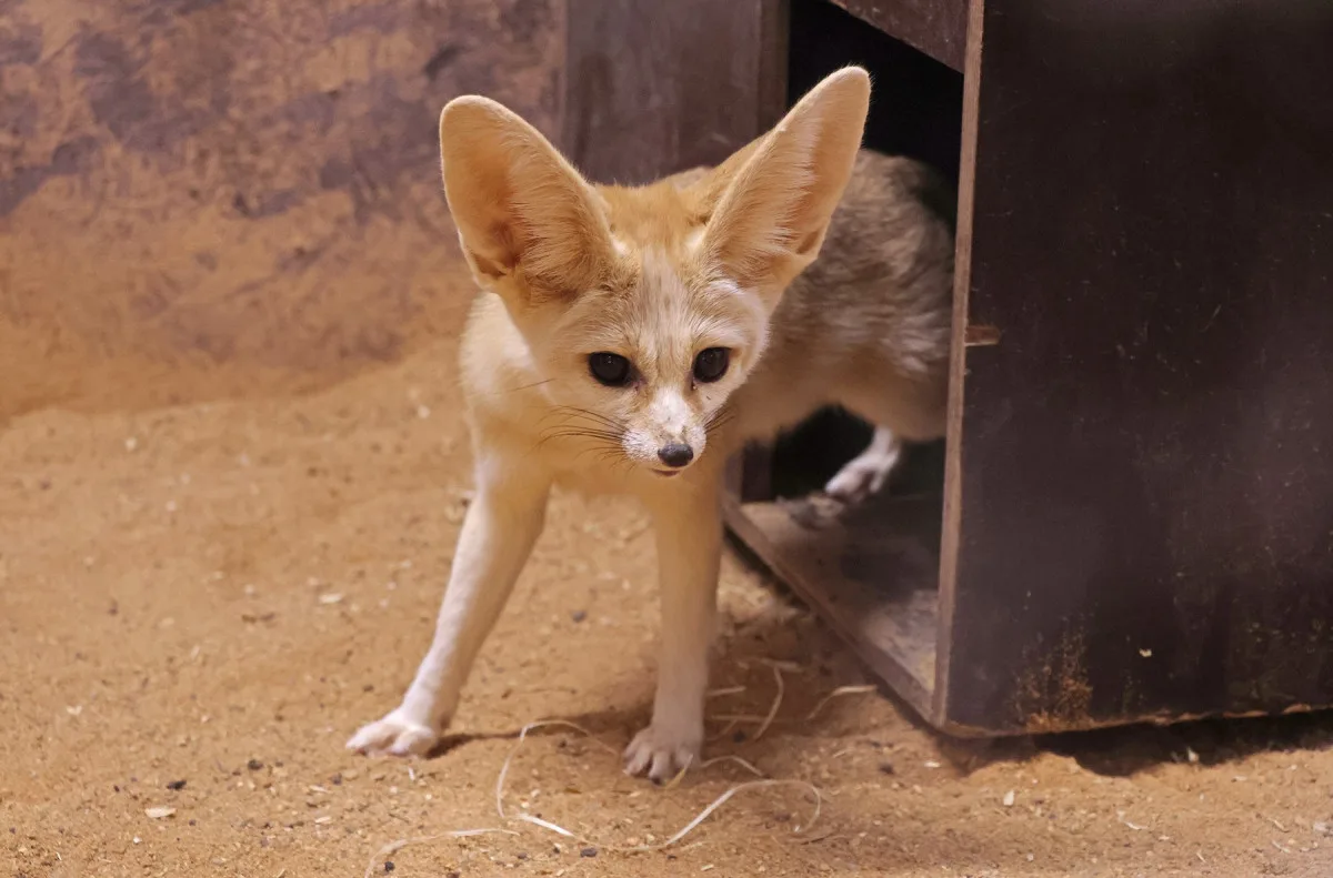 Po 20 letech se do zoo vrací nejmenší liška na světě. Ušaté fenky získala z Německa