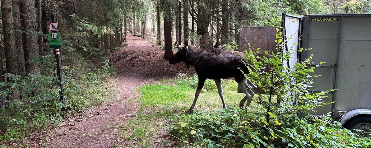 Los Emil se pohybuje na hranici ČR a Německa a směřuje na severozápad