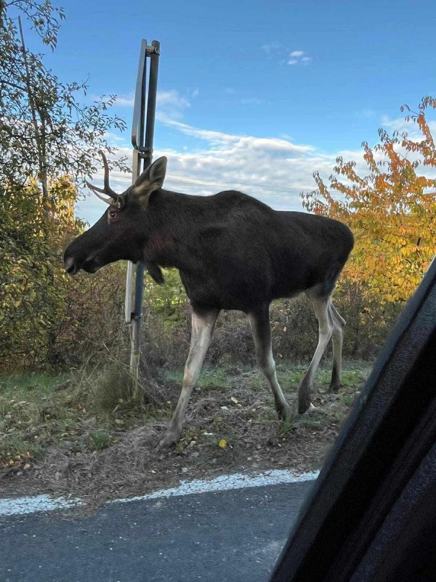 Emil se pohybuje poblíž silnice, foto: OMS Klatovy