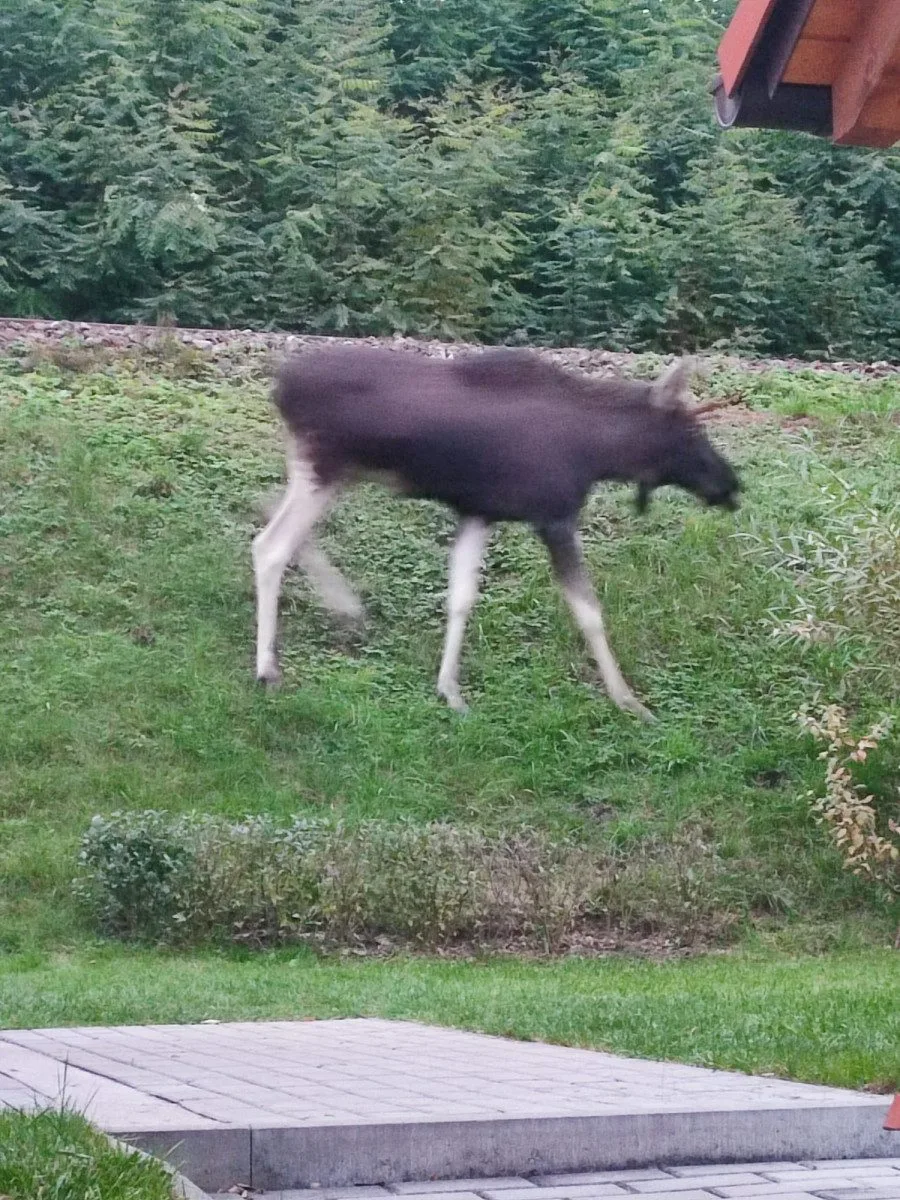 Emil se dostal i do blízkosti kolejí, foto: OMS Klatovy