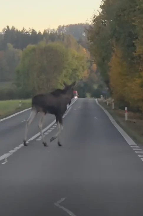 Na silnici jej zachytil i další řidič, jeho video sdílel projekt We Love Šumava