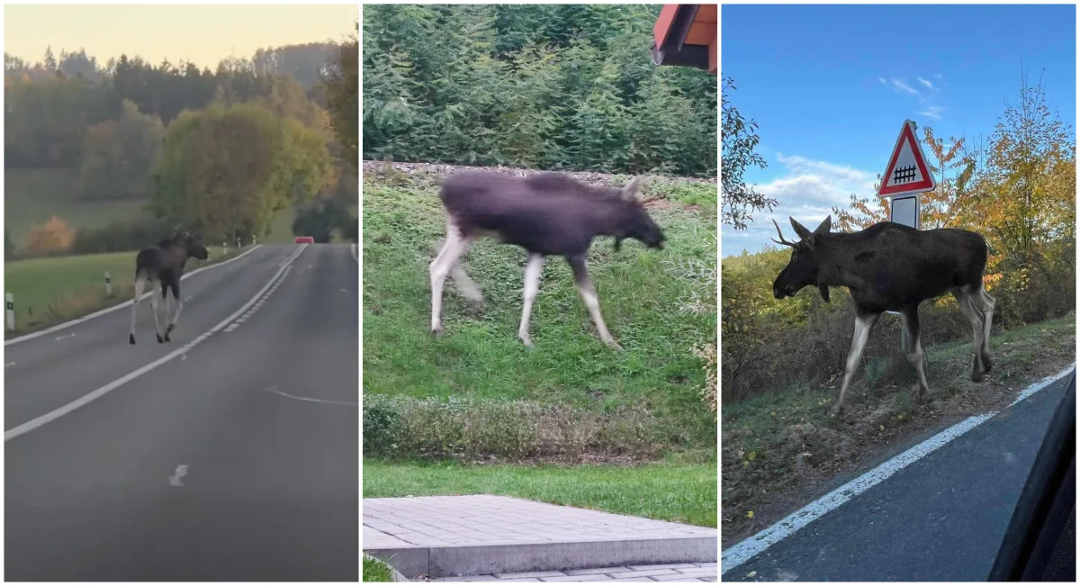 Lidé se bojí o Emila, los se nebezpečně toulá v okolí rušných silnic