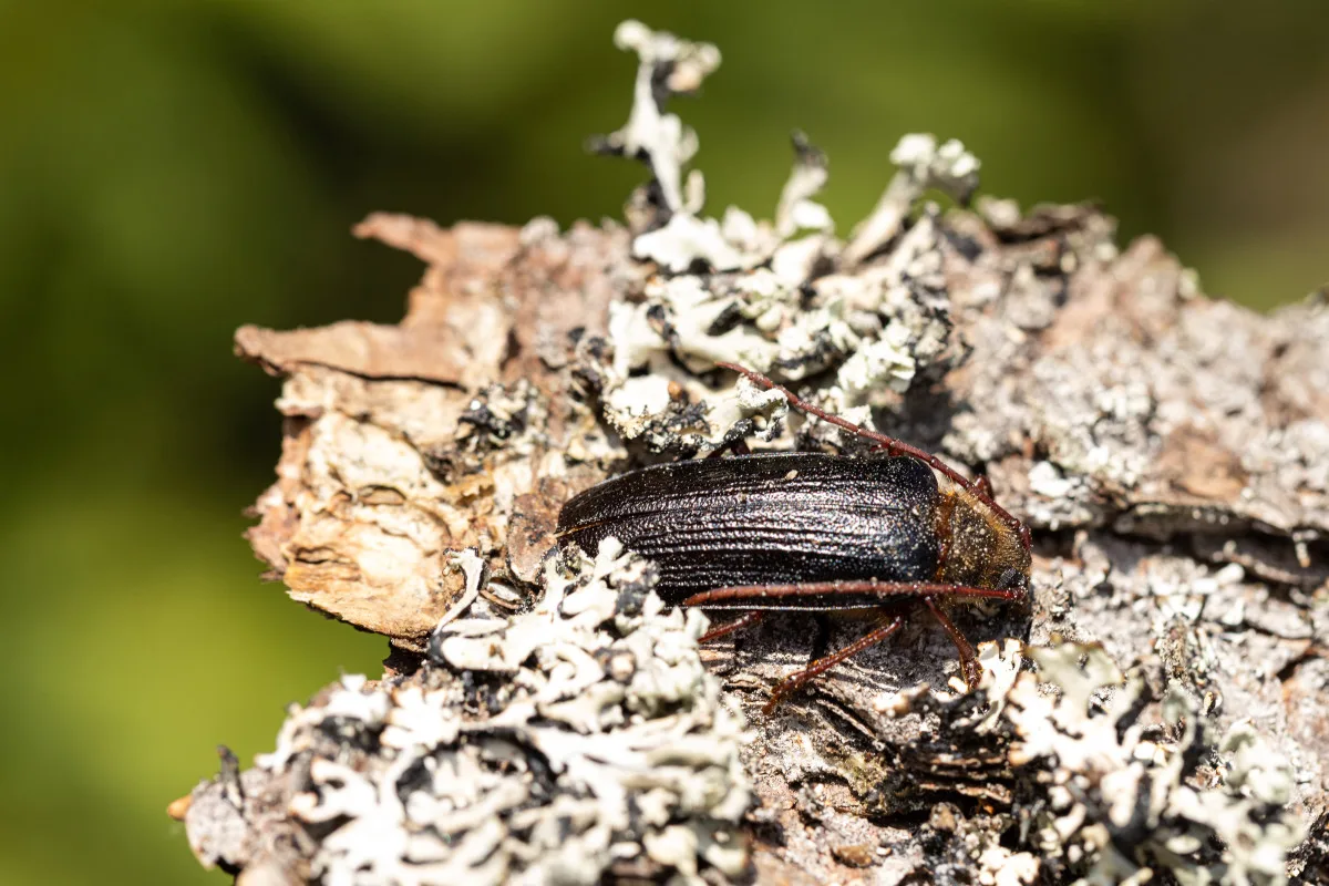 Entomologický Modrý Mauricius na Šumavě, vzácný brouk se vyskytuje i na Modravě