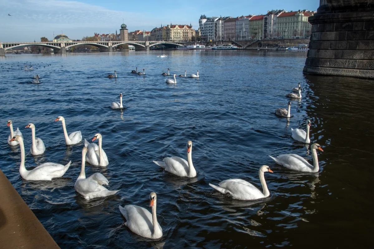 Nikdo je nesnědl. Záhadně zmizelé labutě se pomalu začínají vracet na Vltavu
