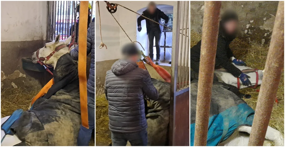 Hasiči bojují o život koně, upadl ve stáji a nedokáže se sám postavit
