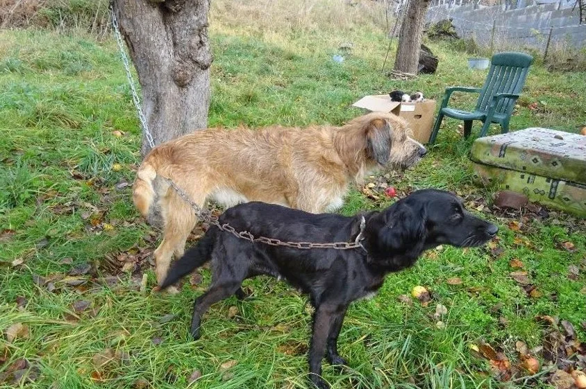 Podmínky v chovu v Nekmíři