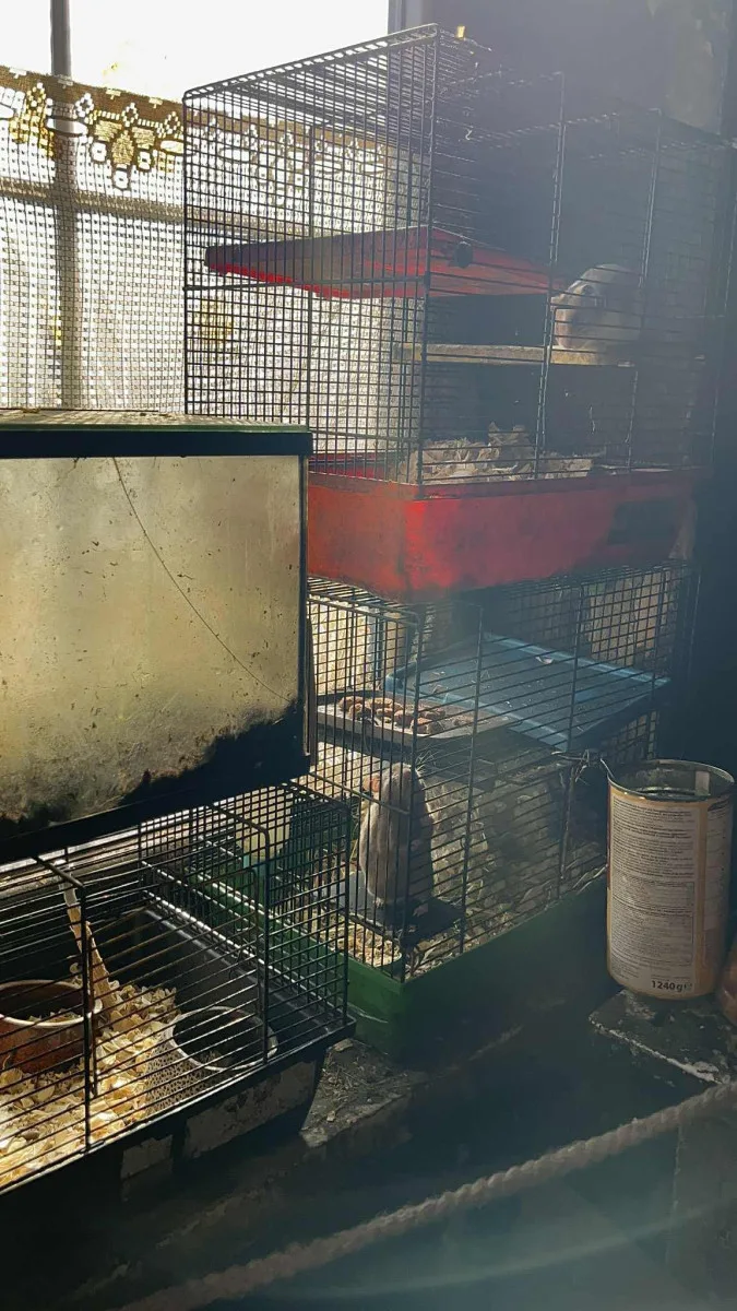 Před 14 dny zabavili veterináři přes 50 zvířat chovatelce na Tachovsku