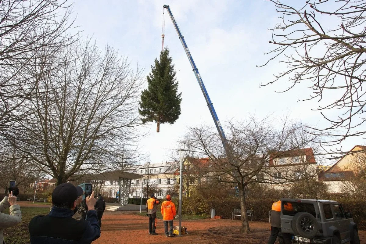 Čtyřka už má na místě letošní vánoční strom. Podívejte se na jeho převoz