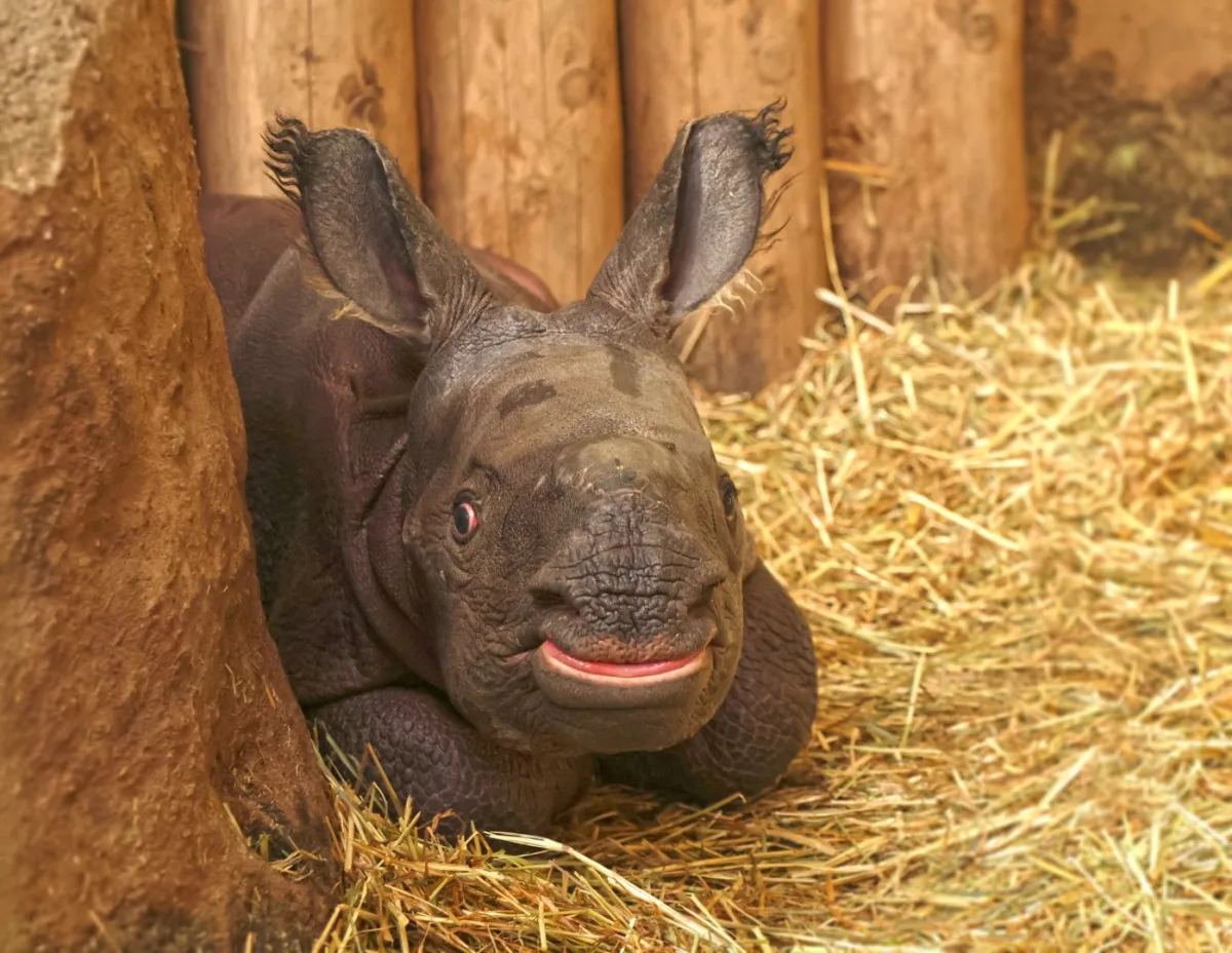 Měsíc po smrti otce se v zoo narodil samec nosorožce, zahrada plánuje ukázat na Vánoce
