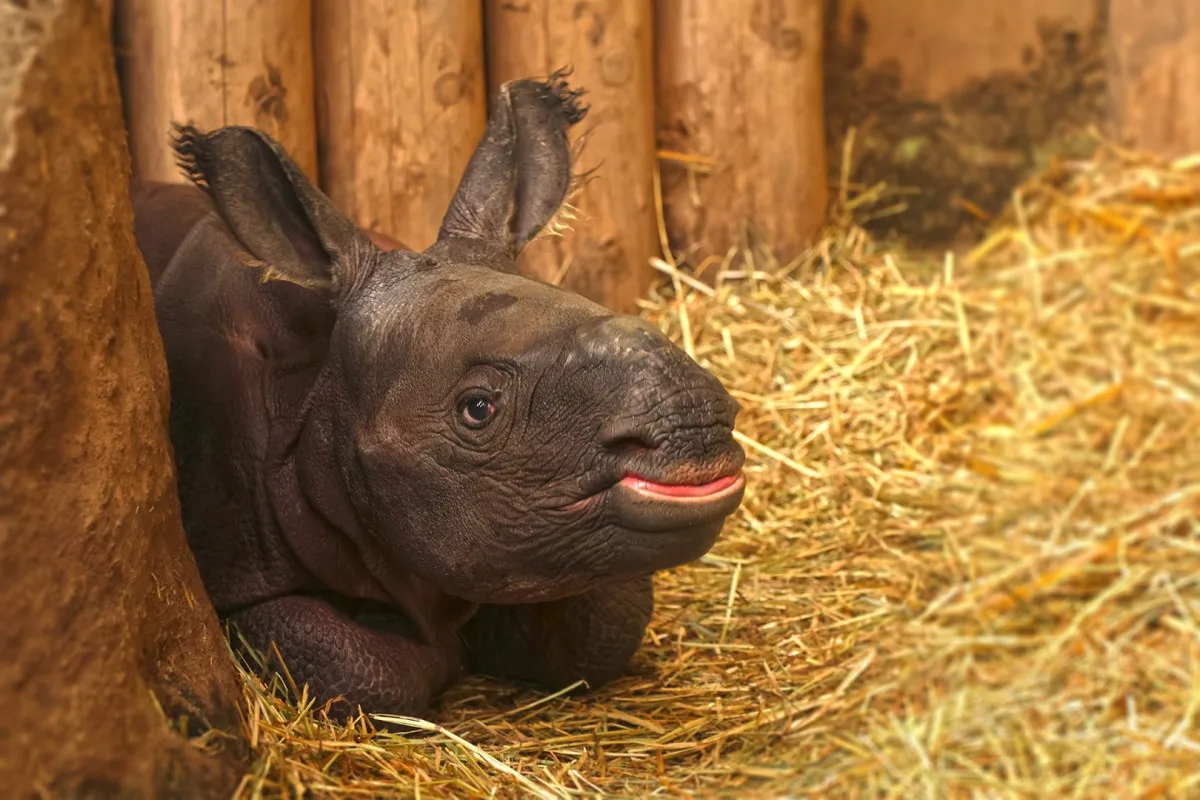 Měsíc po smrti otce se v zoo narodil samec nosorožce, zahrada plánuje ukázat na Vánoce