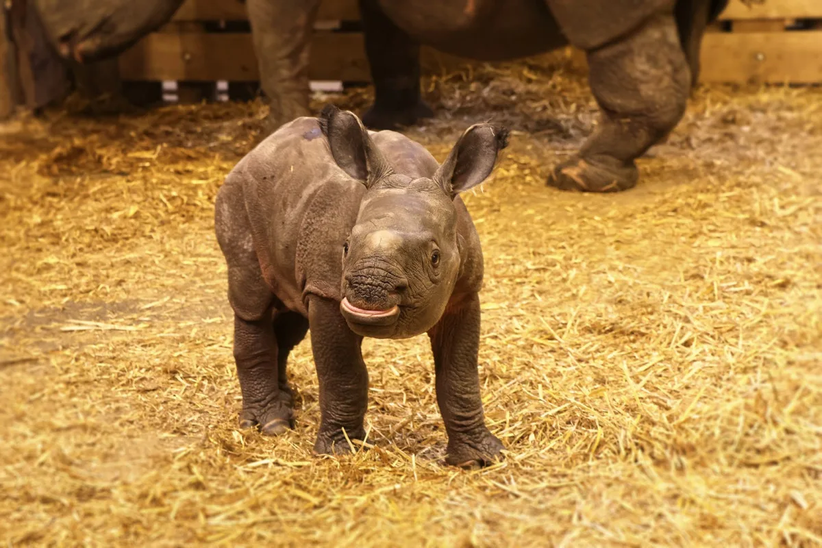 Měsíc po smrti otce se v zoo narodil samec nosorožce, zahrada plánuje ukázat na Vánoce