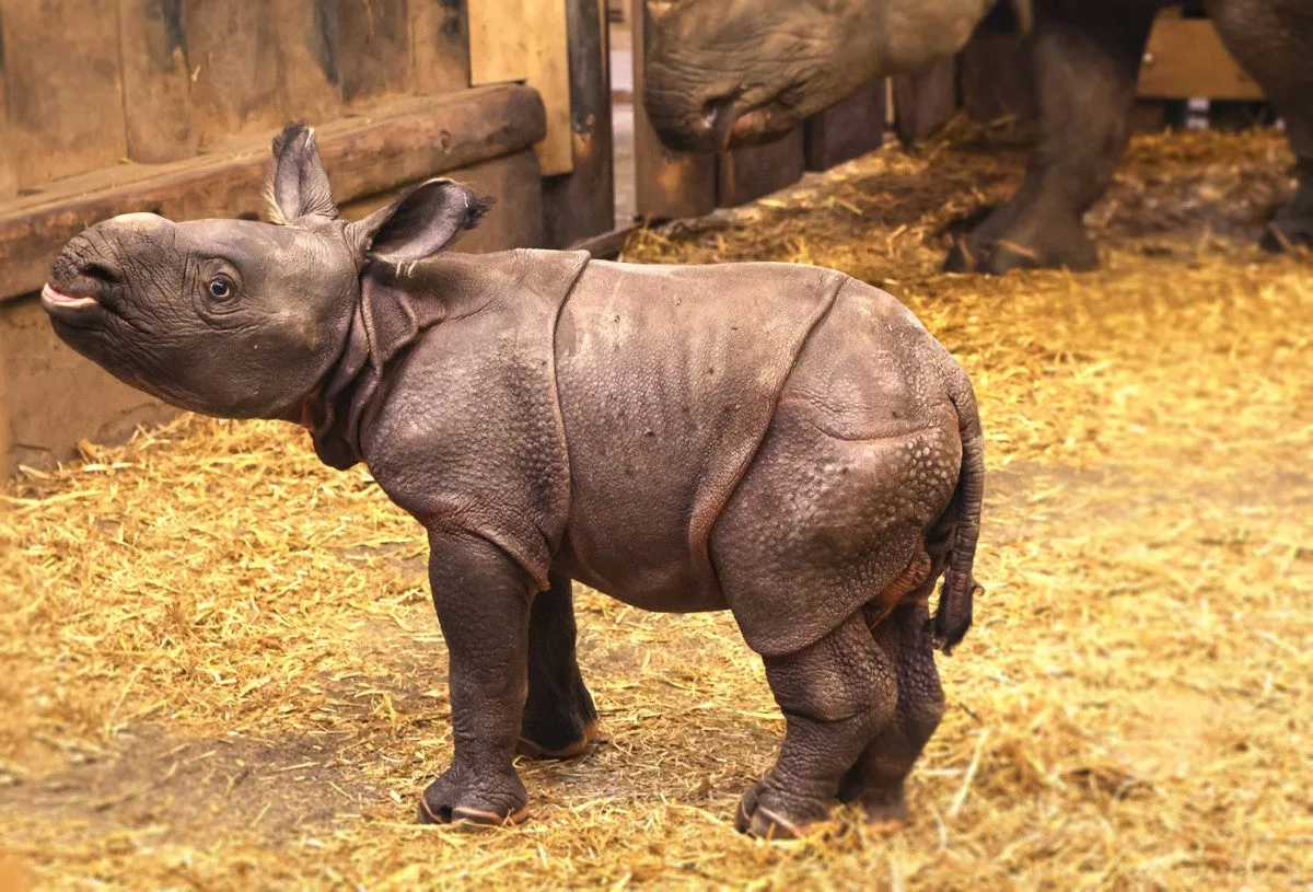 Měsíc po smrti otce se v zoo narodil samec nosorožce, zahrada plánuje ukázat na Vánoce