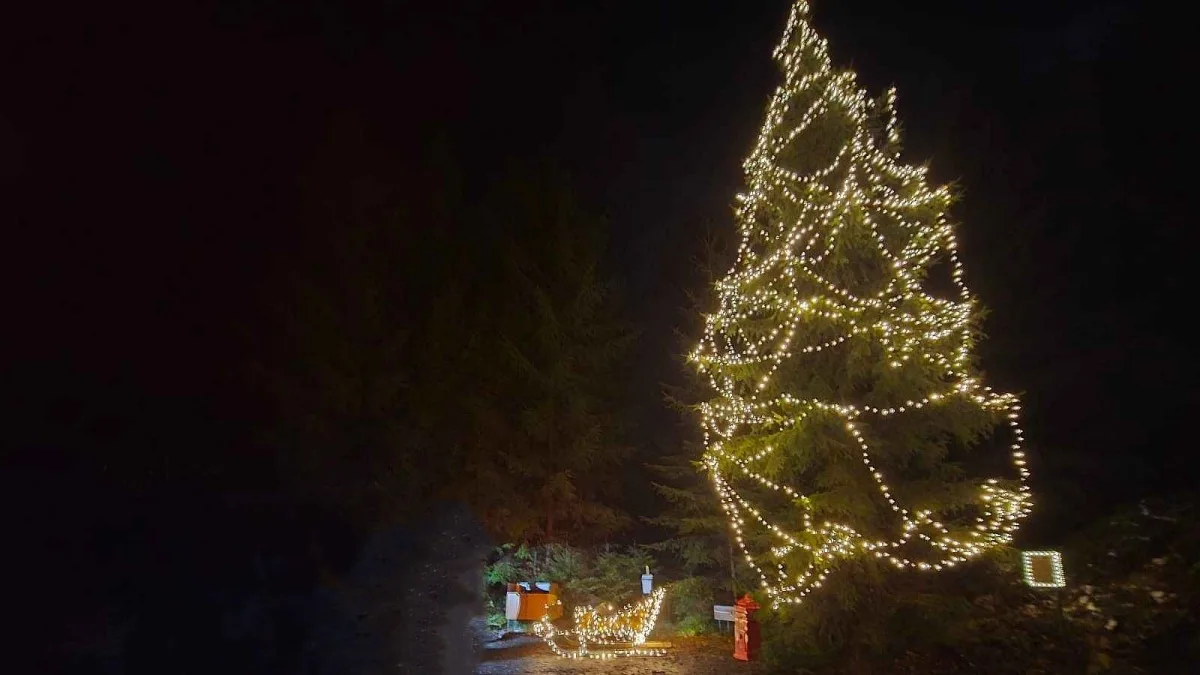 Spáleným lesem vede magická vánoční stezka. Končí u rozsvíceného stromu