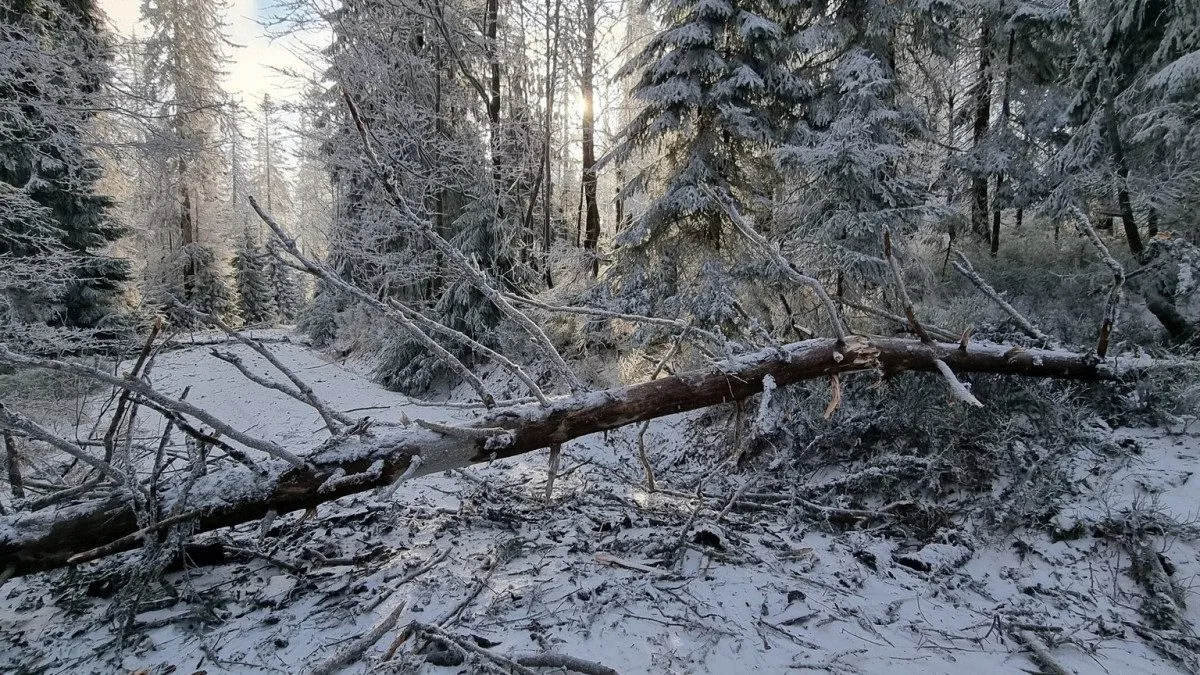 Vánoční bouře pustošila lesy na německé straně Šumavy. Nejhorší to bylo pod Roklanem