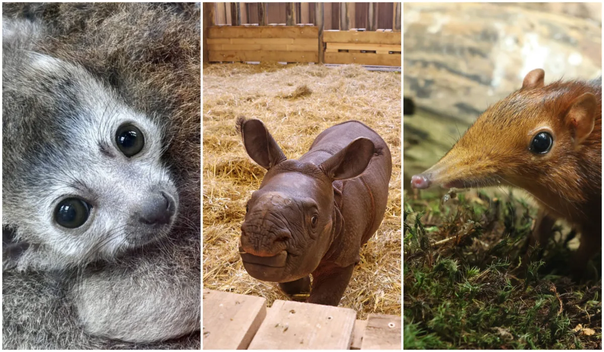 zoo