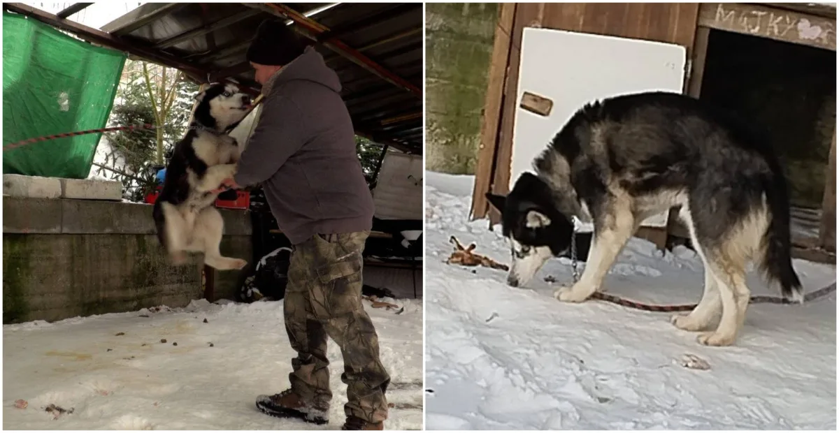 Majky byl uvázaný krátkou šňůrou u nezateplené boudy. Pomohla mu změna zákona
